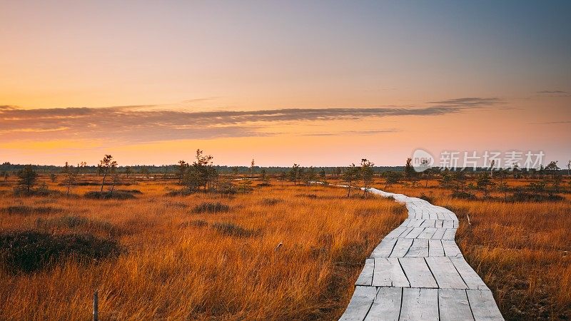 白俄罗斯维捷布斯克地区米欧里区4K 5K。叶利亚沼泽自然保护区景观。著名的自然地标。日落木徒步小径蜿蜒穿过沼泽。湿地上的栈道